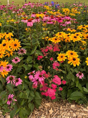 SUPERIOR NATIVE WILDFLOWER MIX